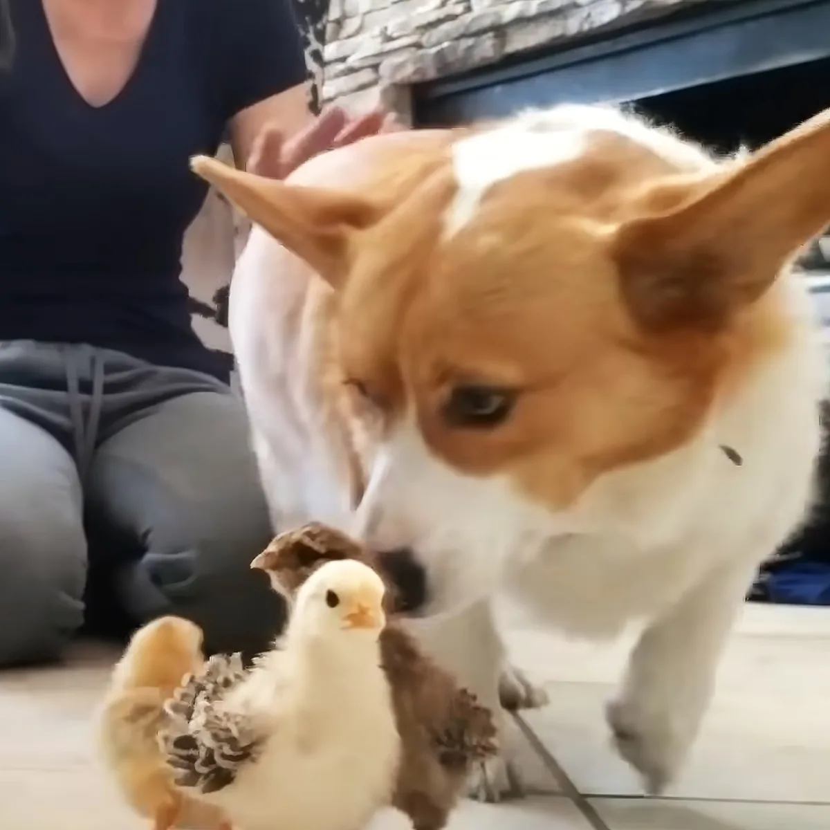 A curious corgi sniffs baby chicks, surrounded by a person in a black top and gray pants.