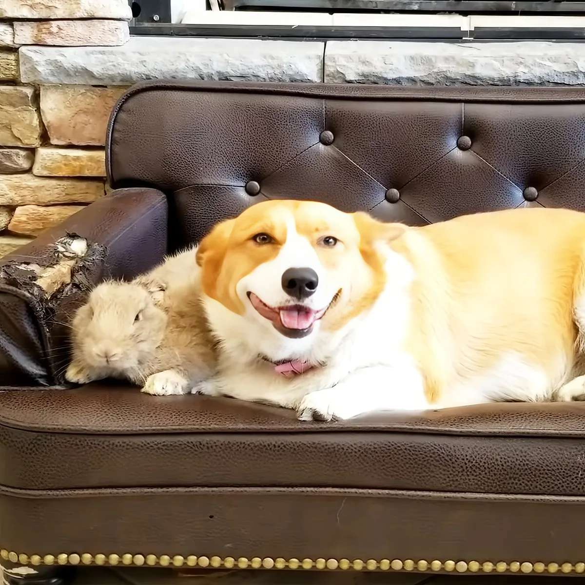 A happy dog and a small rabbit share a cozy moment on a brown leather couch.
