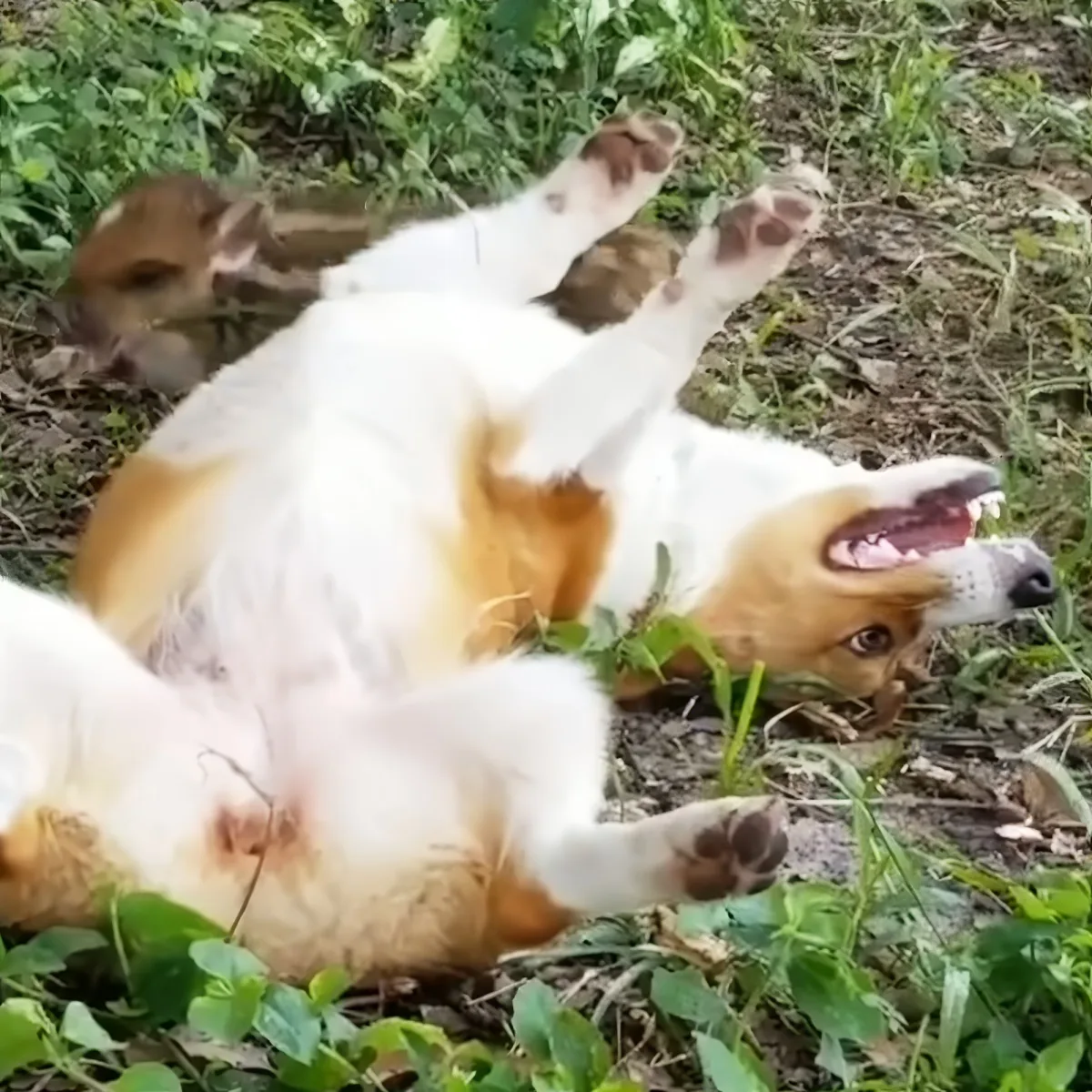 A playful dog rolls on its back in a grassy area, mouth open, paws in the air.