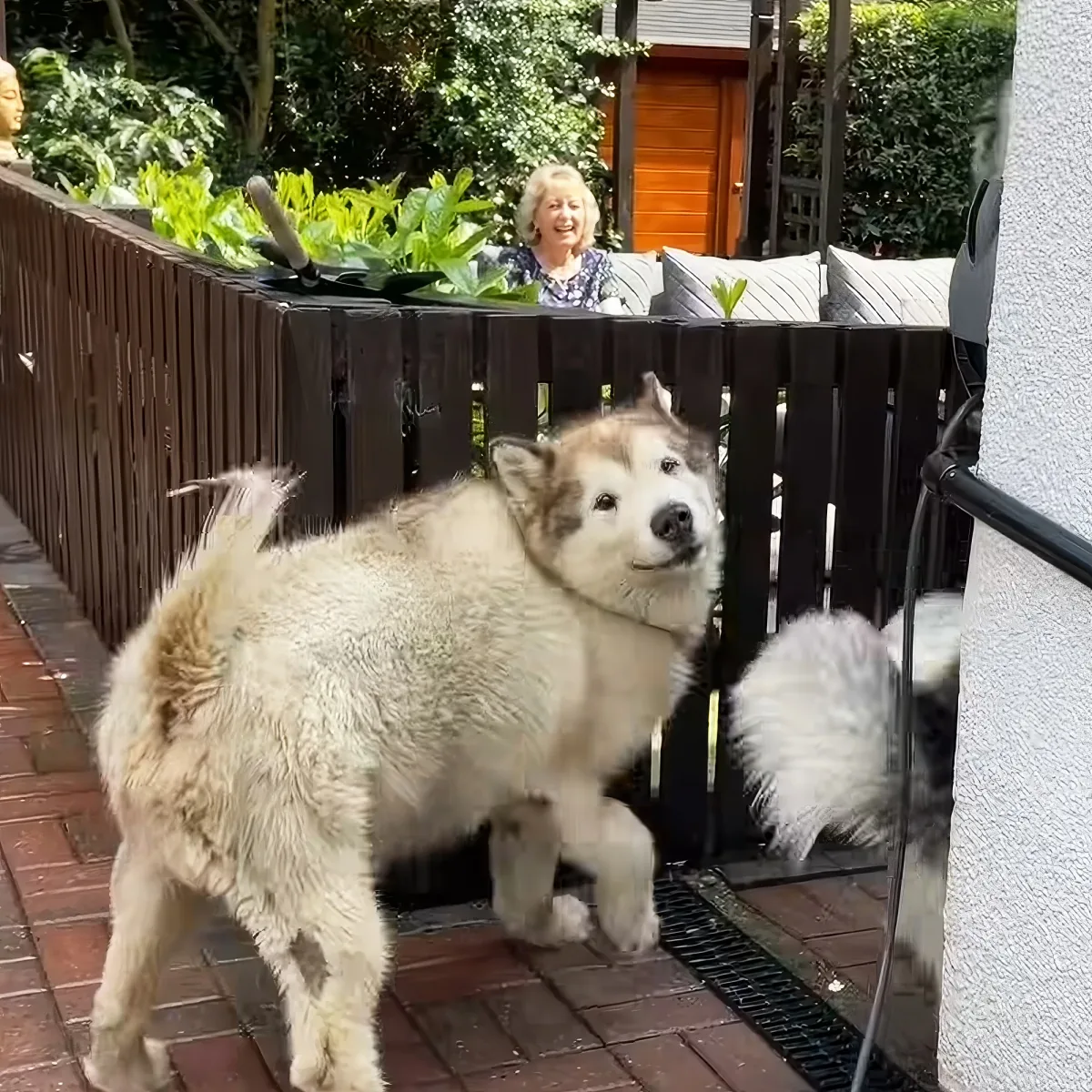 Grandma and adorable Malamutes