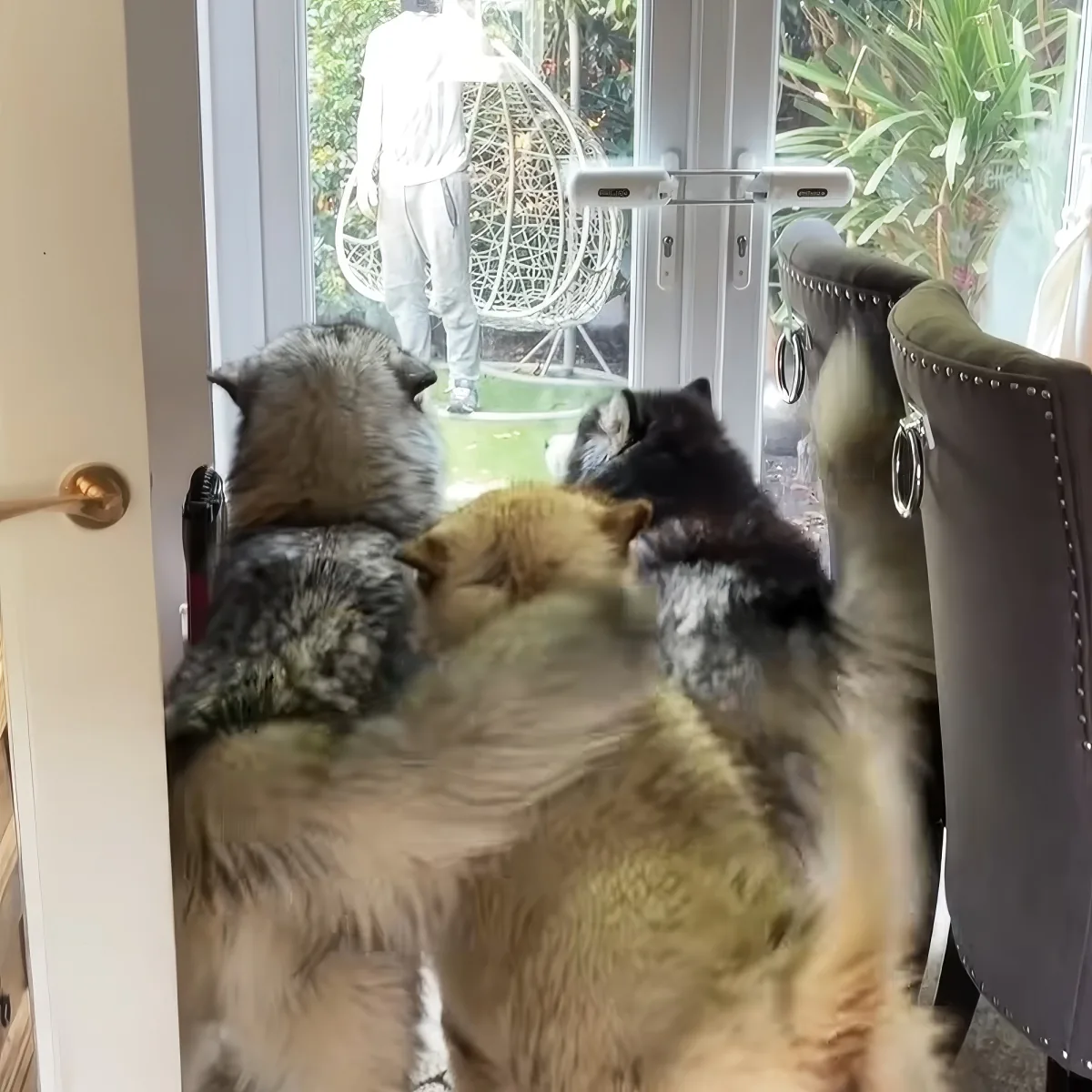 Three adorable Malamutes