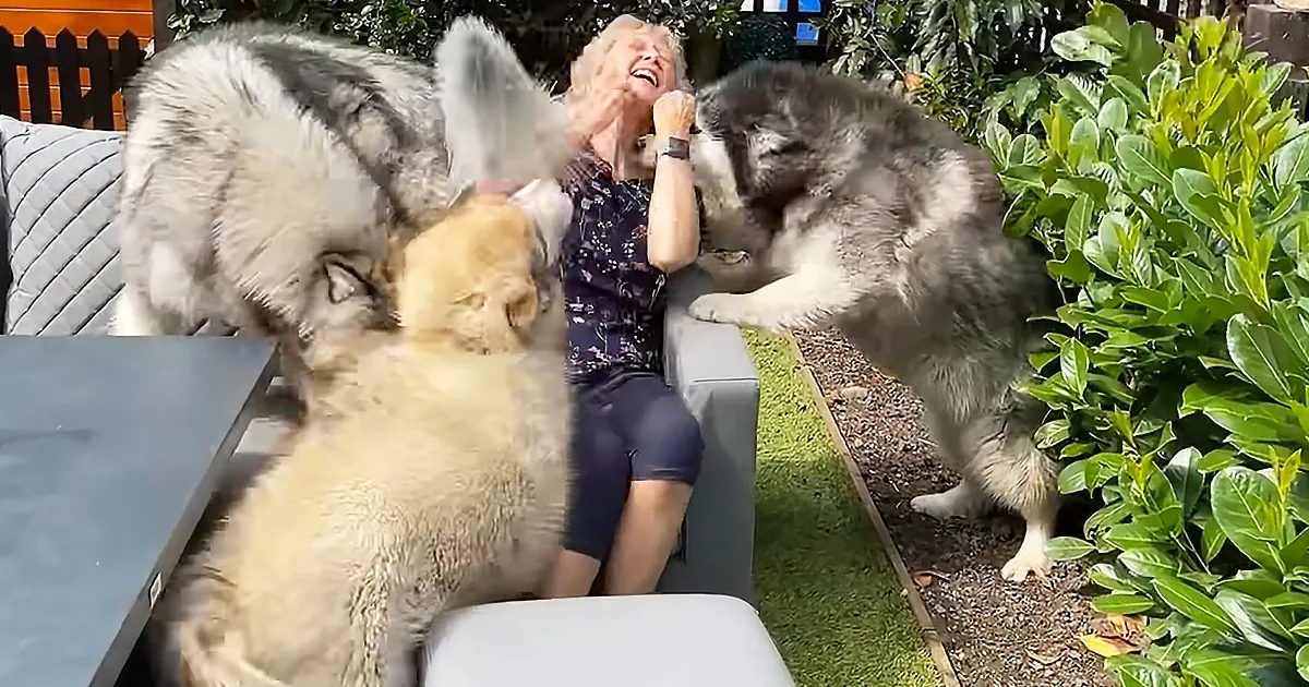 Grandma Is a Celebrity Guest for Three Adorable Fluffy Malamutes