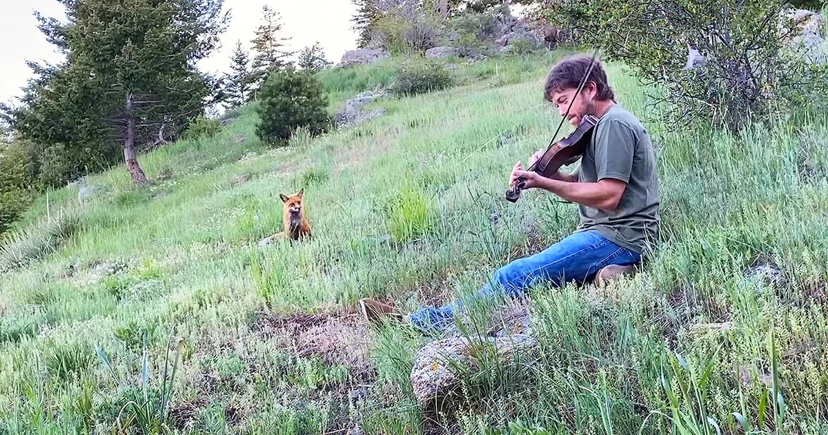 Wild Fox Bonds With Musicians in Adorable Music Video