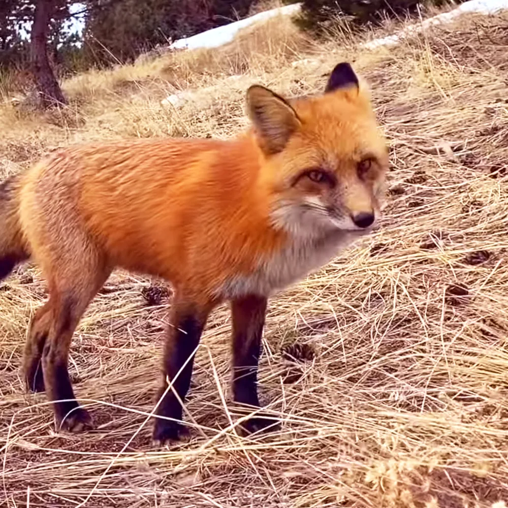 A red fox stands alert on dry grass, its ears perked and eyes focused.