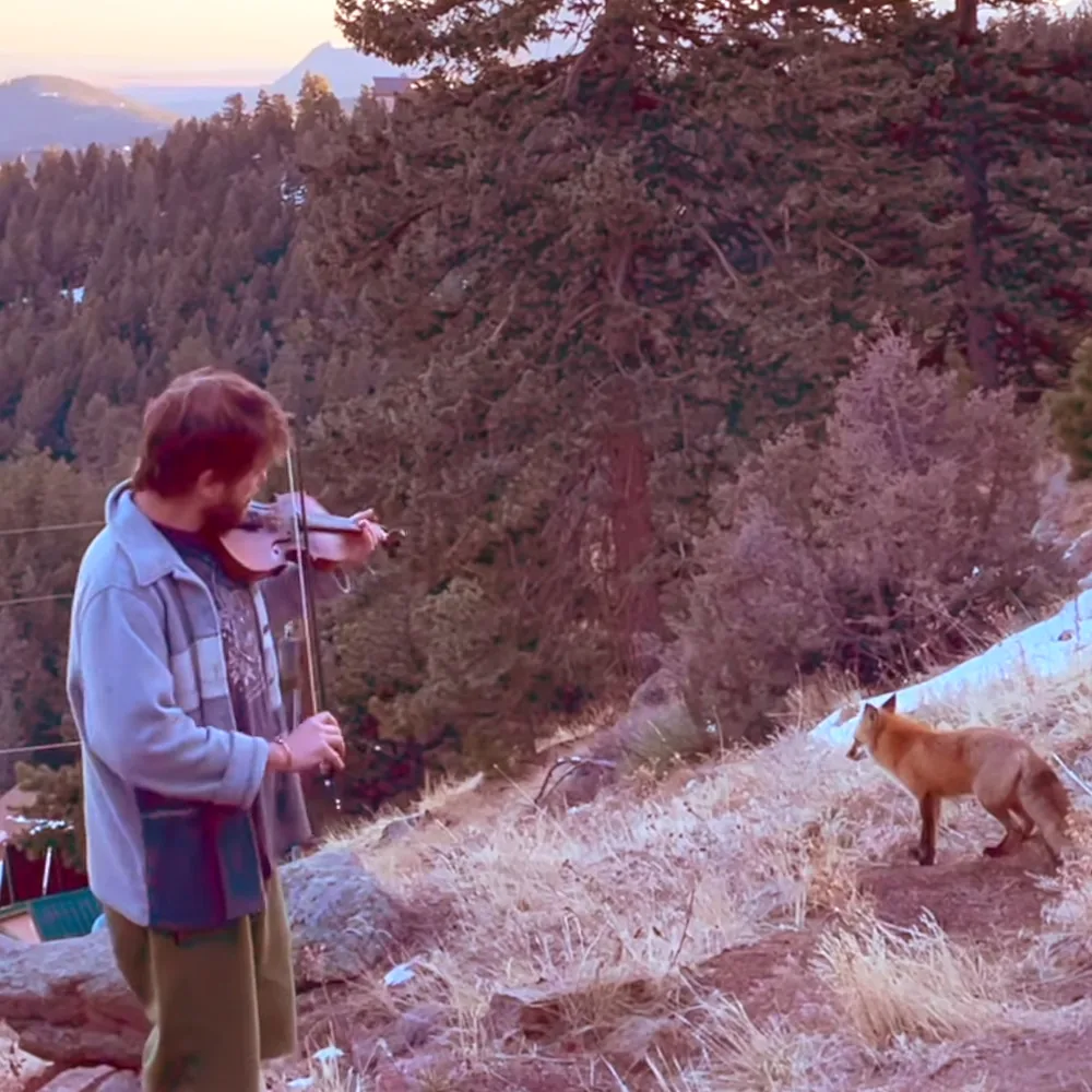 Wild fox and musician