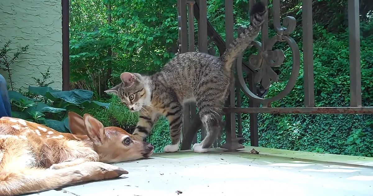 Kitten Can''t Contain Excitement at the Sight of a Baby Deer
