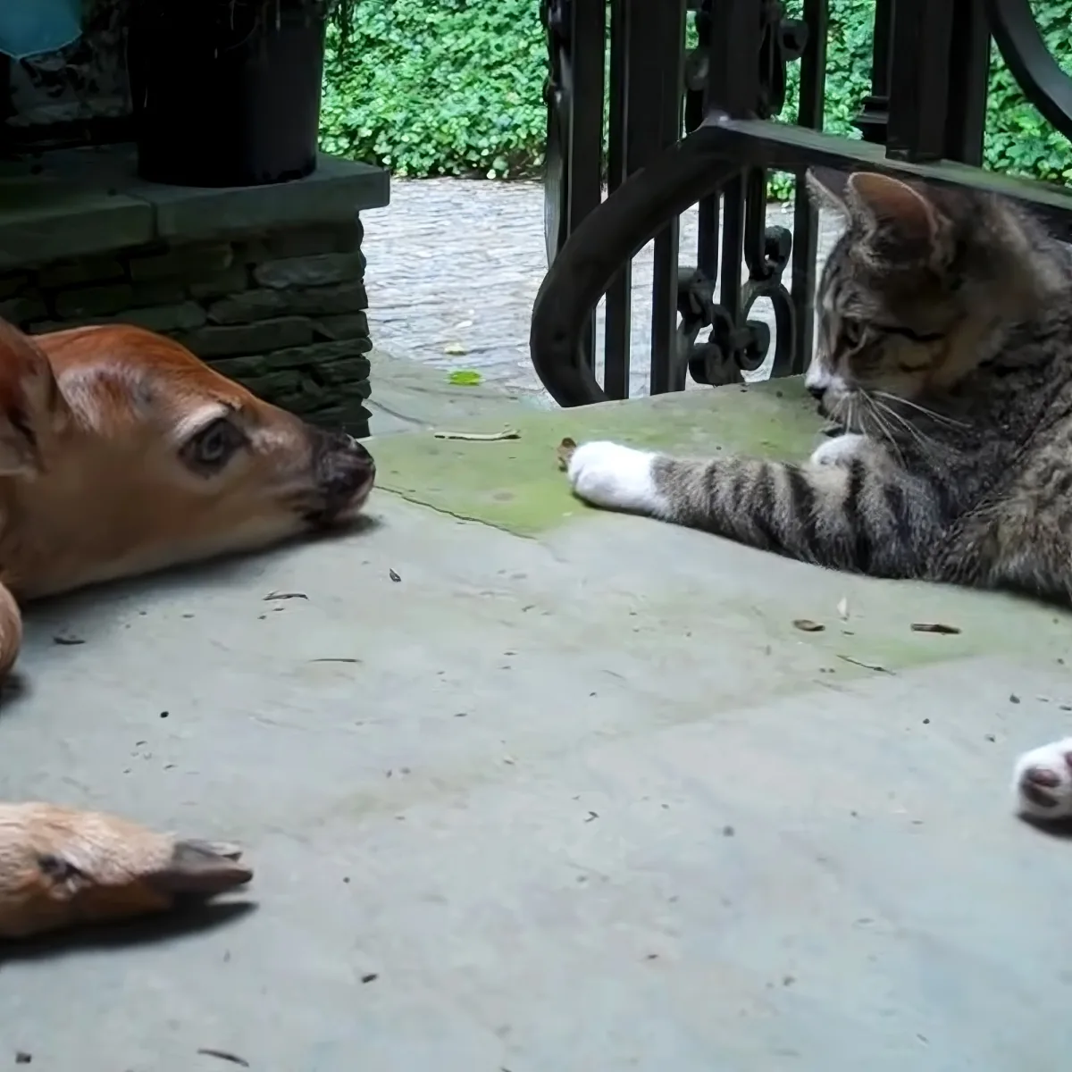 Kitten and baby deer