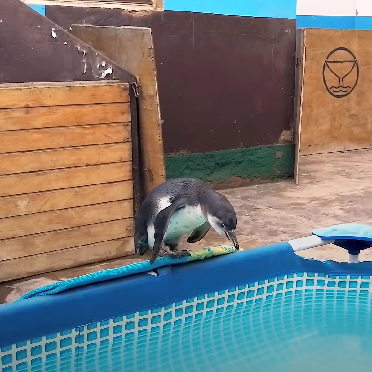 A penguin stands on a blue mesh surface near a wooden wall with a door and a logo.