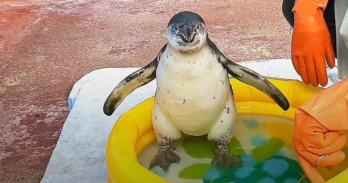 Baby Penguin Scared of Water Learns How to Conquer Her Fears