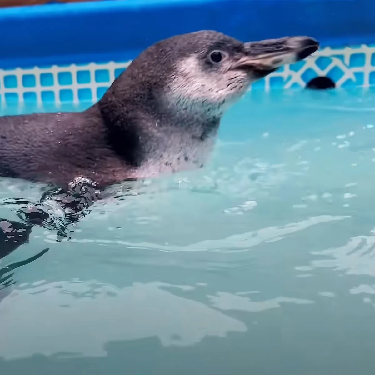 A penguin swims gracefully in a pool, its head slightly tilted as it glides through the water.