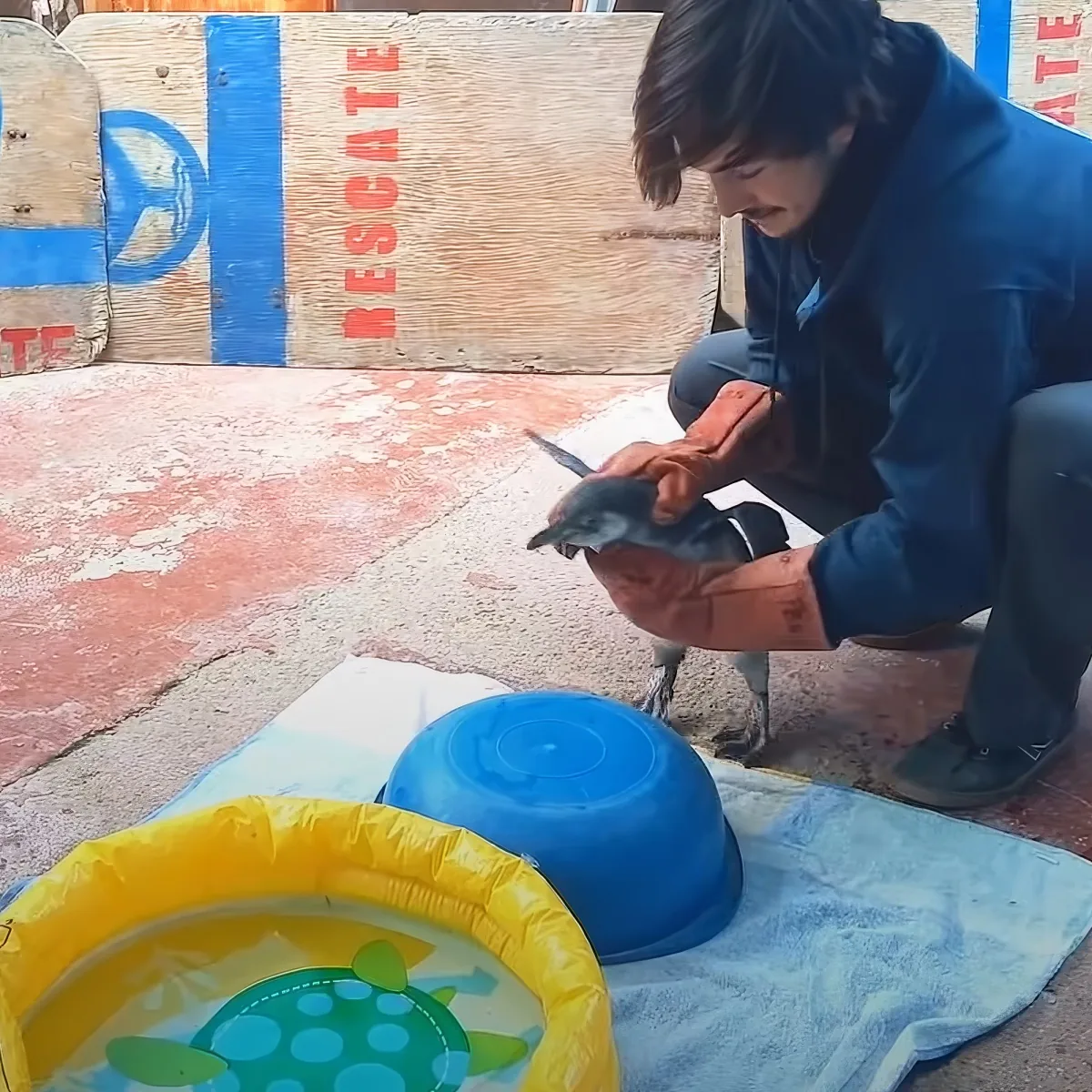 A person in a blue jacket is holding a small bird, with a blue bowl and a yellow turtle-themed pool nearby.