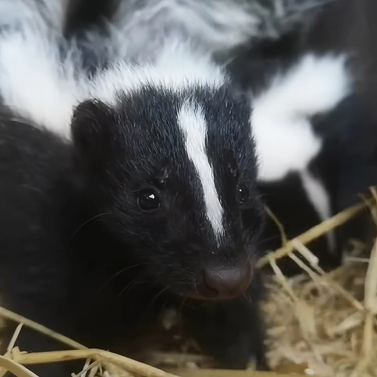 A close-up of a black and white skunk with a white stripe down its face, surrounded by hay.