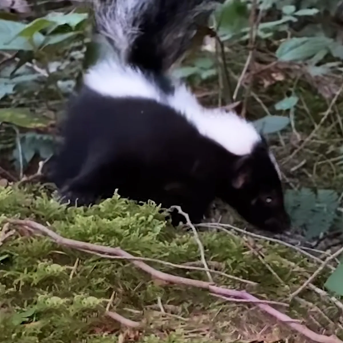 A skunk with a distinctive black and white stripe walks on moss-covered ground in a forest setting.
