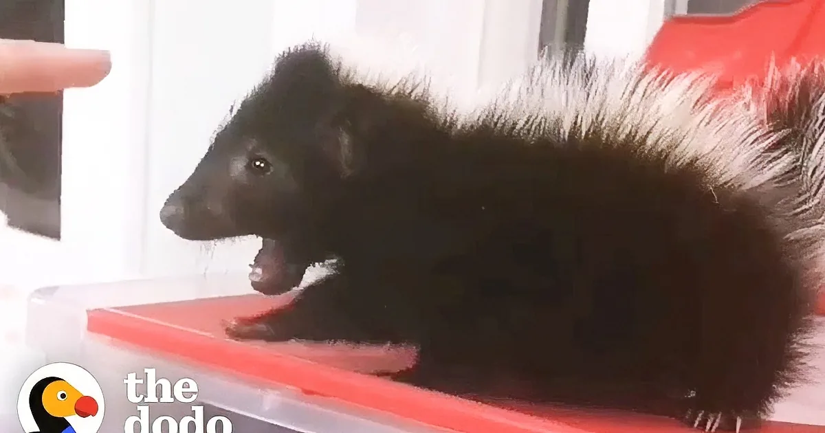 Baby Skunk Adorably Stomps Feet to Remind Us He''s in Charge