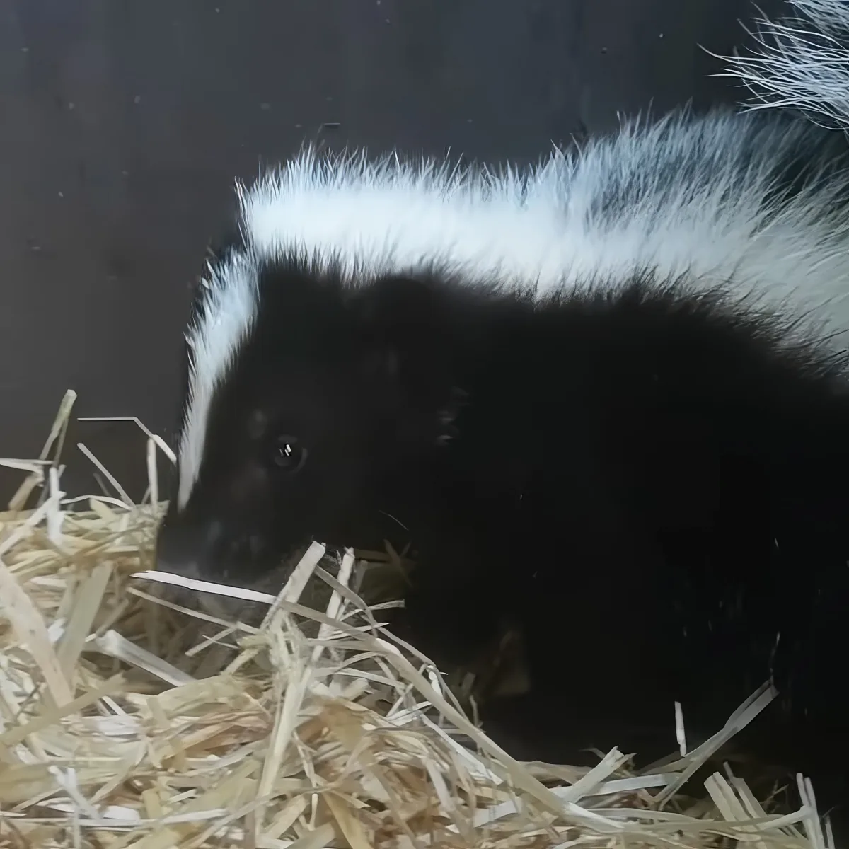 A skunk with a white stripe on its back is nestled in straw, looking around.