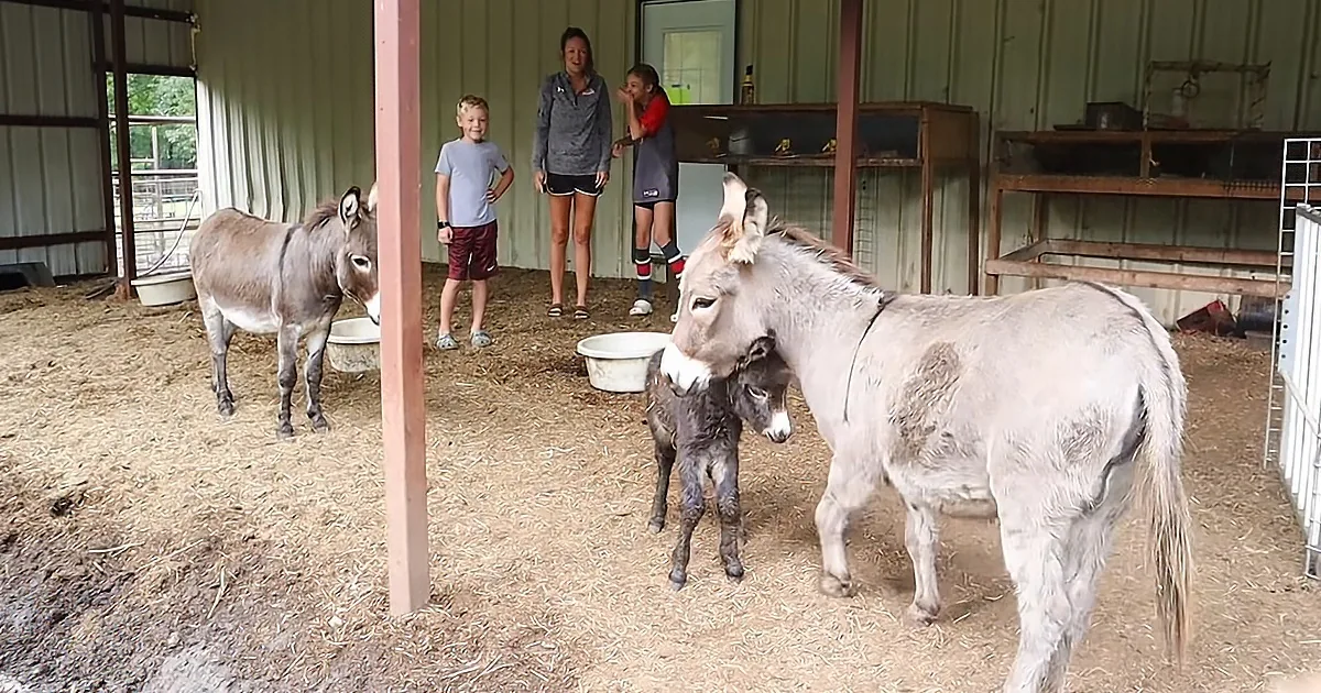 A donkey and its foal stand in a barn with three people observing.