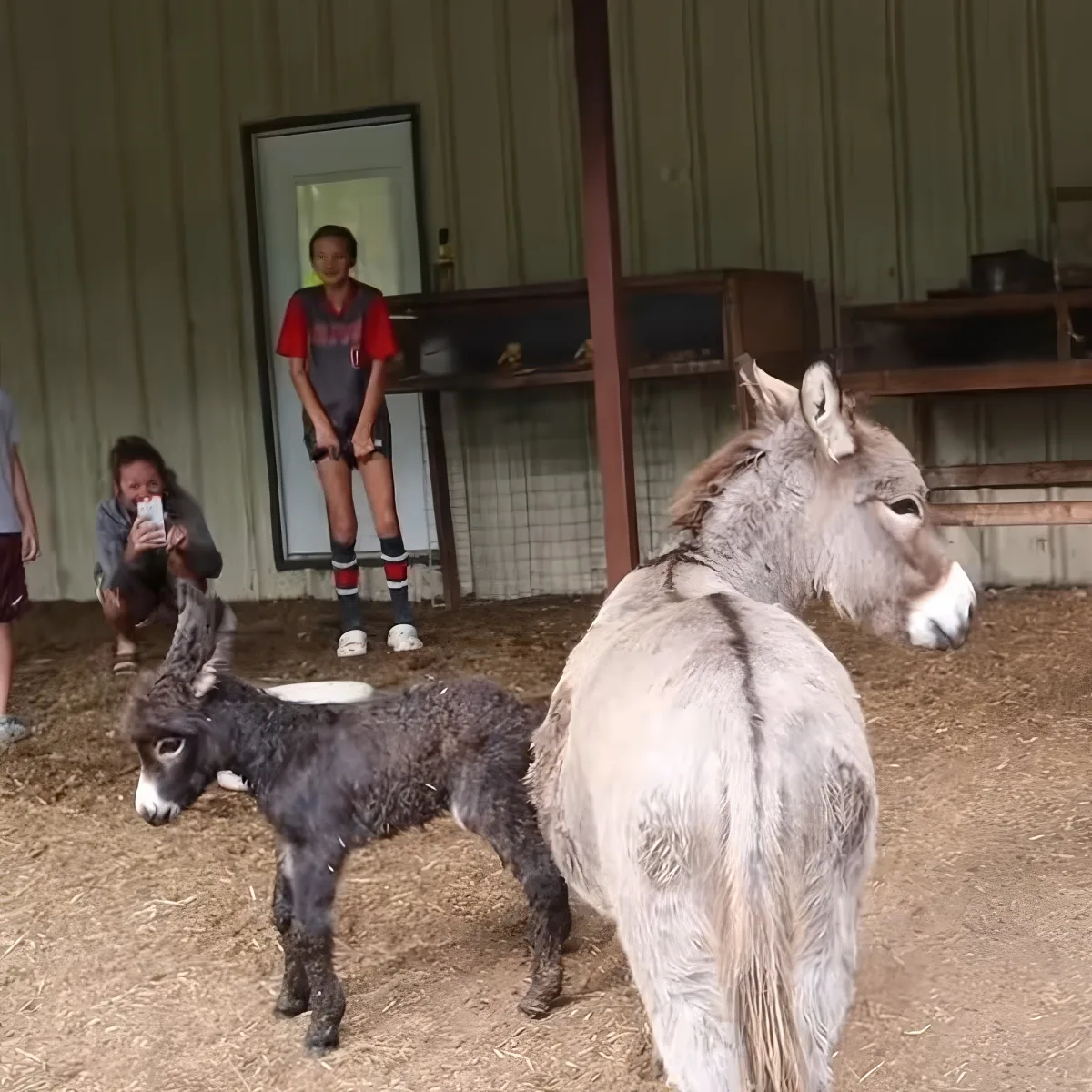 Two donkeys stand in a barn with people in the background, one taking a photo.