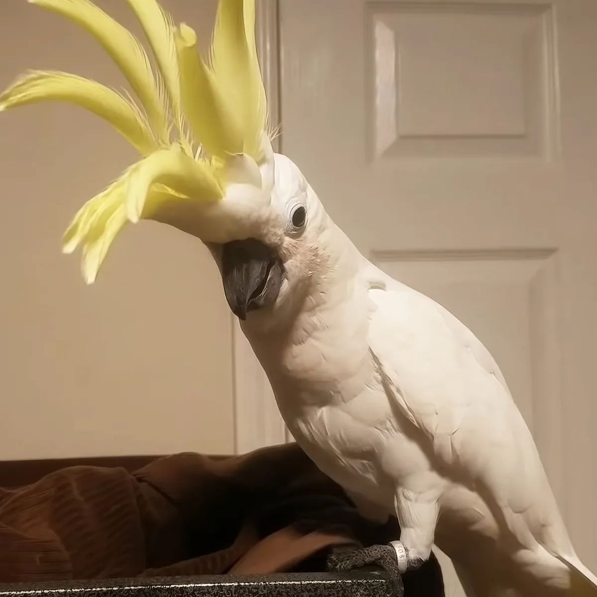 A white cockatoo with a bright yellow crest perches indoors, looking slightly to the side.