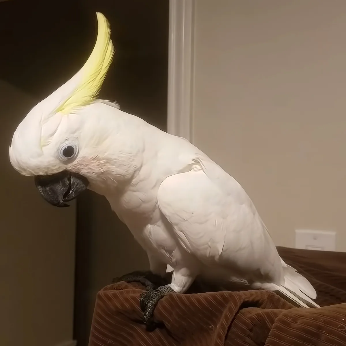 A white cockatoo with a yellow crest perches on a brown surface indoors.