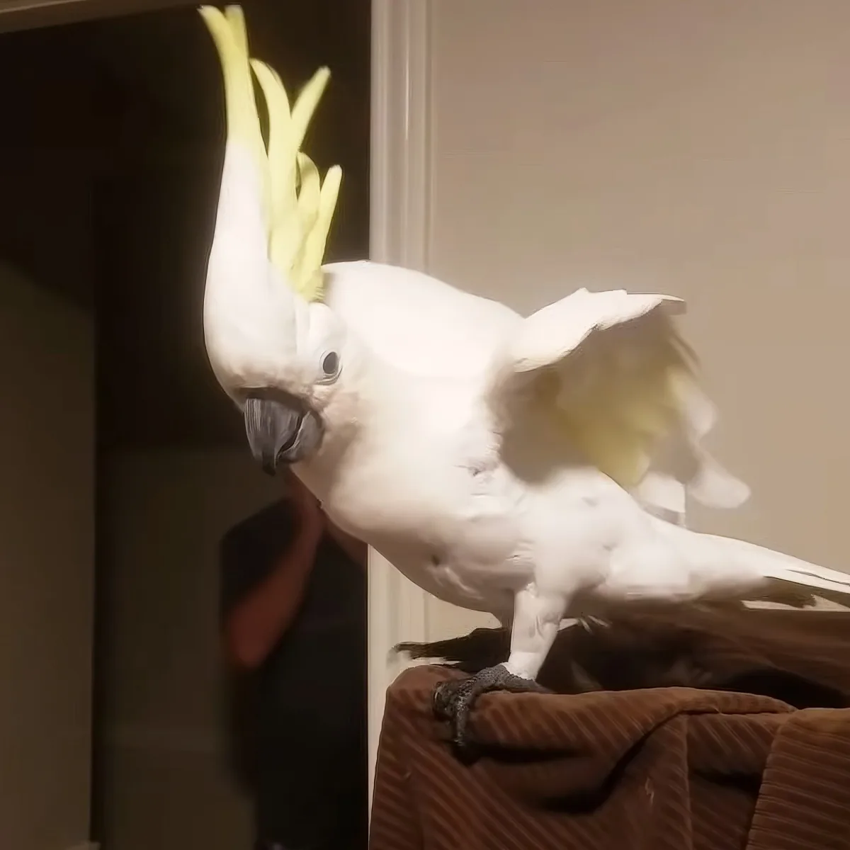 A white cockatoo with a yellow crest perches on a brown surface, its wings slightly spread.