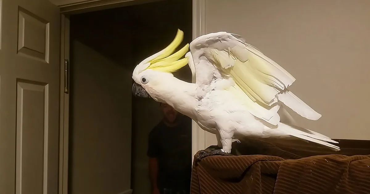 Talkative Parrot Politely Refuses to Go to Bed