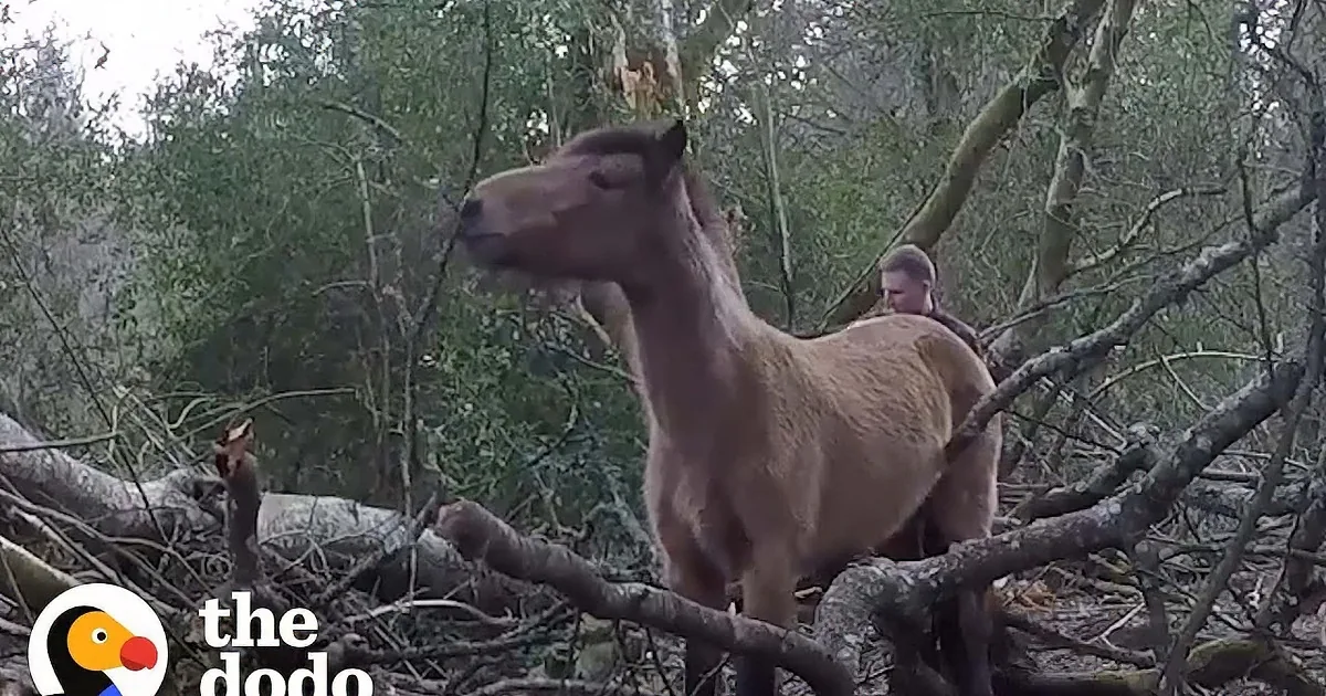 A horse and a foal are in a forest, with the foal being petted by a person.