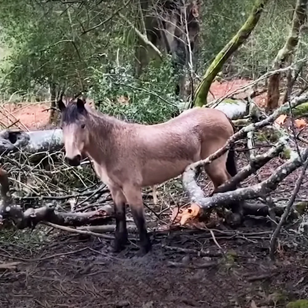 A light brown horse stands amidst fallen branches in a forested area.