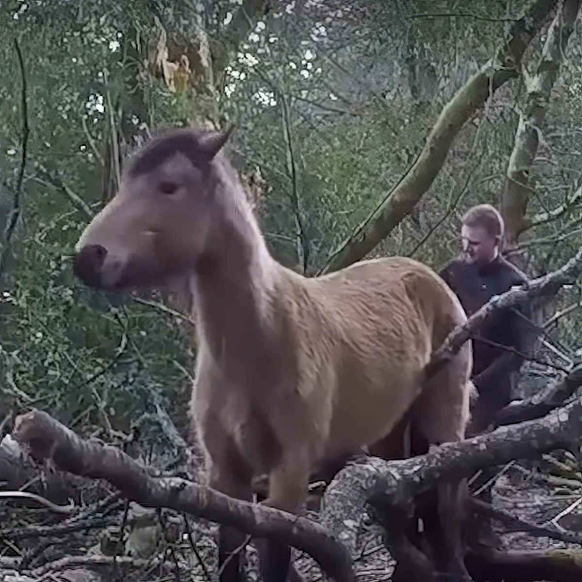 A light brown horse stands on a tree branch amidst green foliage, with a person in the background.