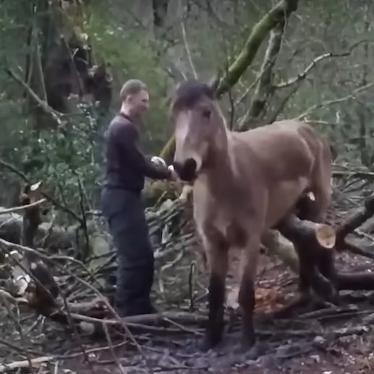 A man pets a brown horse in a forested area with fallen branches.