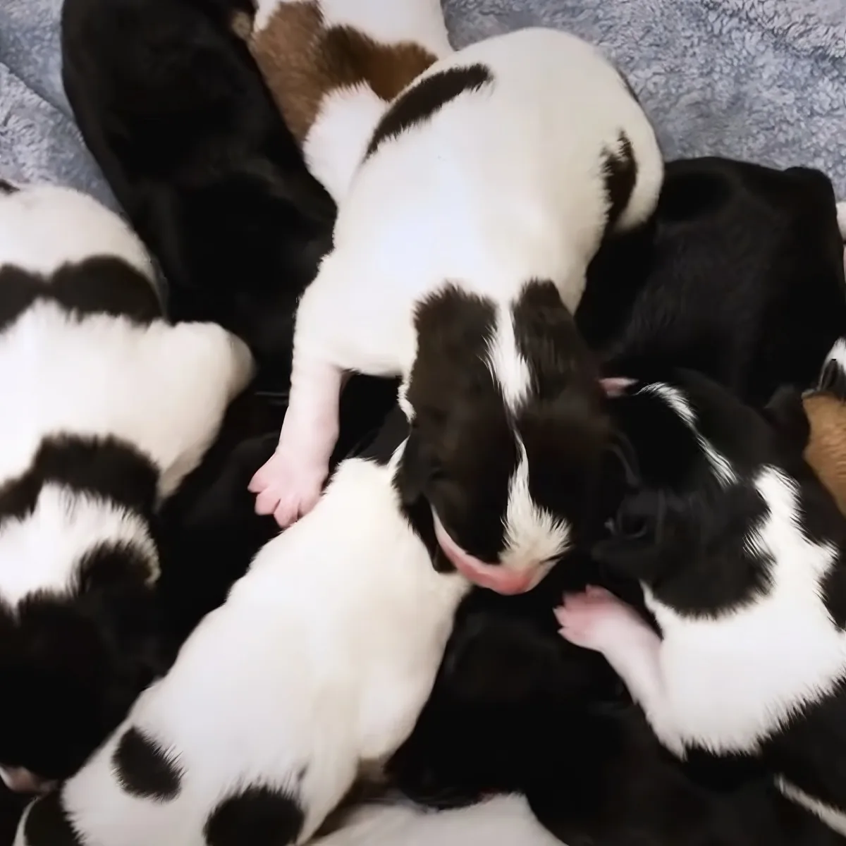 Adorable dog with puppies