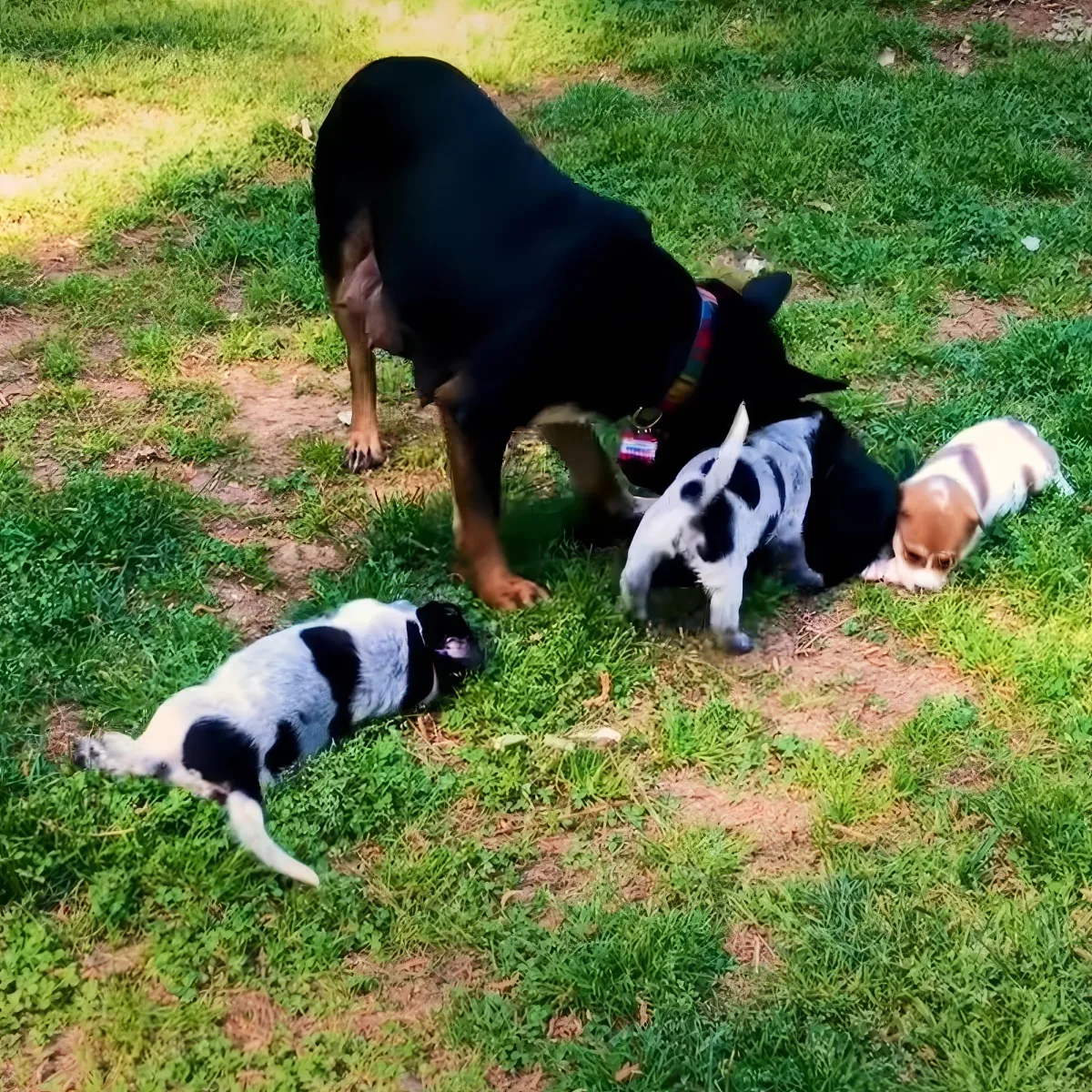 Adorable dog with puppies