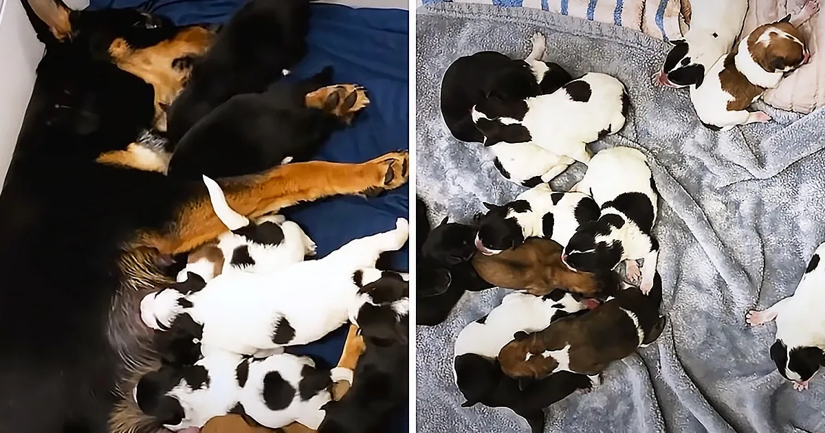 A mother dog nurses her black-and-white puppies, with some puppies sleeping nearby on a blanket.