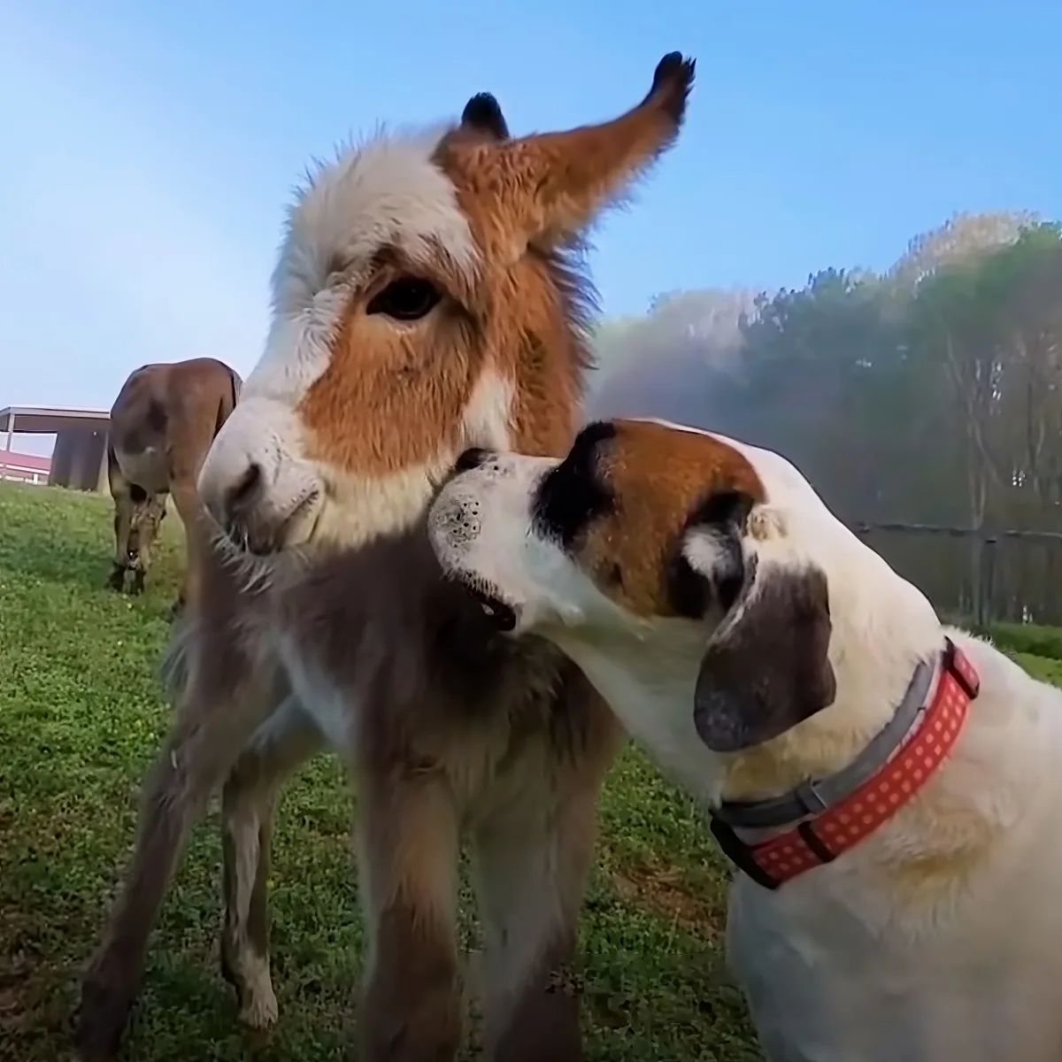 Dog and donkey
