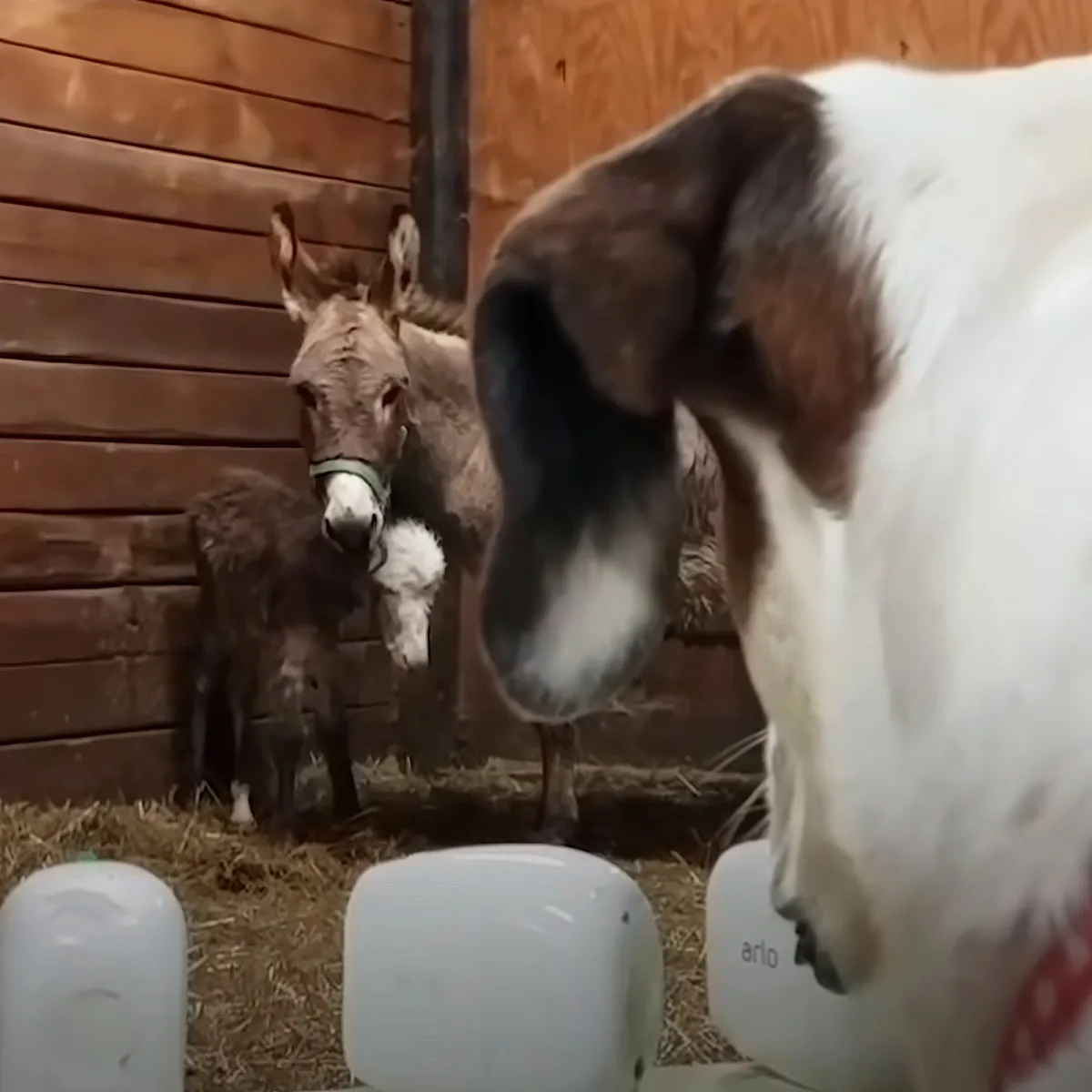Dog and donkey