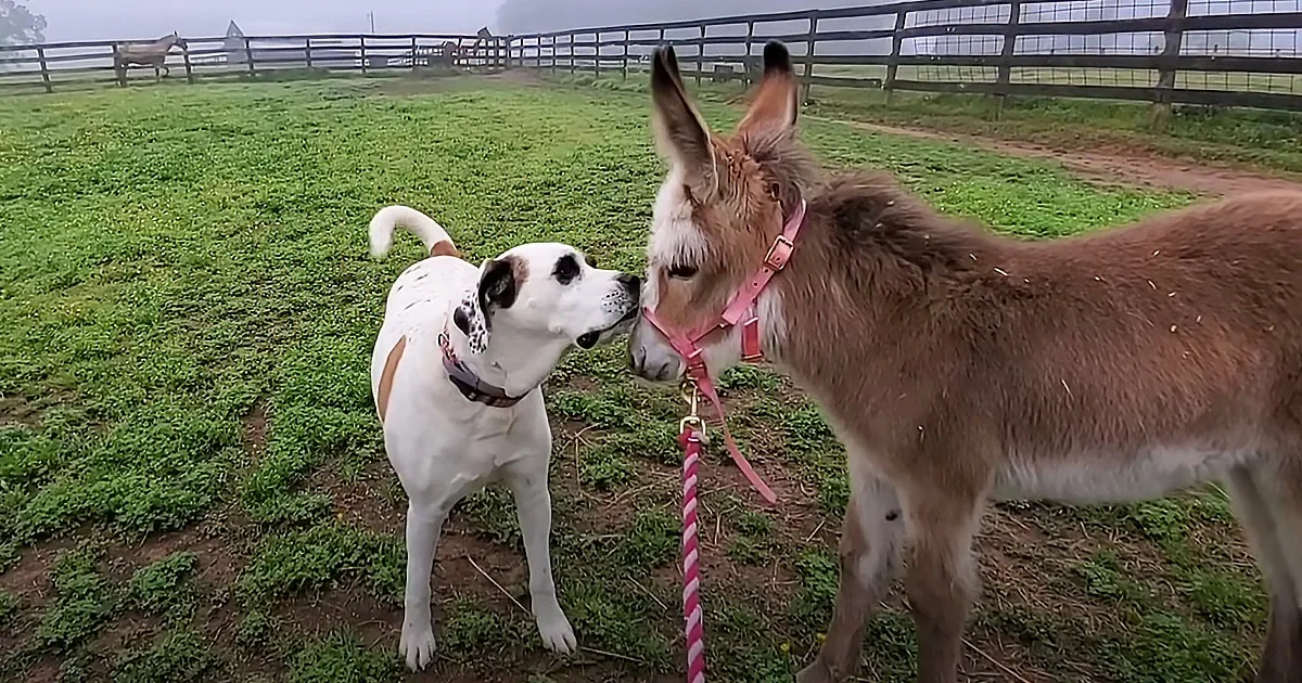 Dog Obsessed With Newborn Donkey Develops Unbreakable Bond