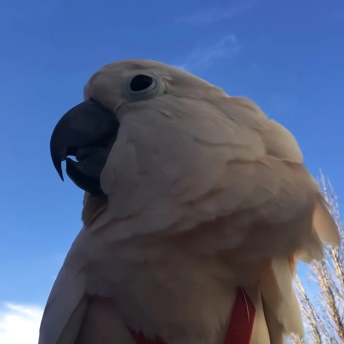 A close-up of a white cockatoo with a blue sky and trees in the background.