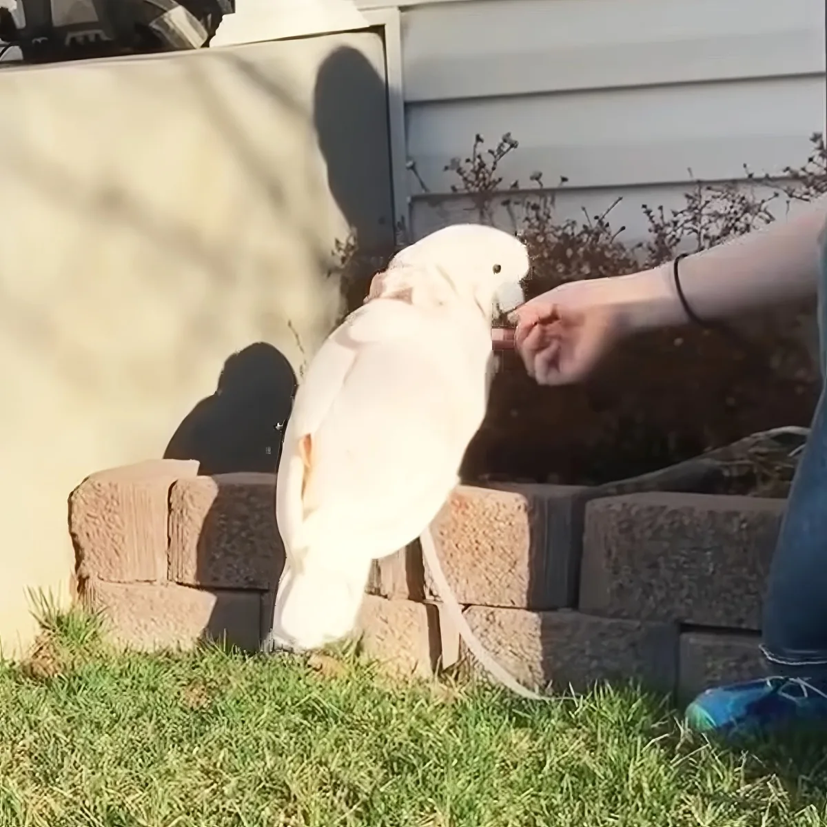 A white bird perches on a brick wall as a person reaches out to it.
