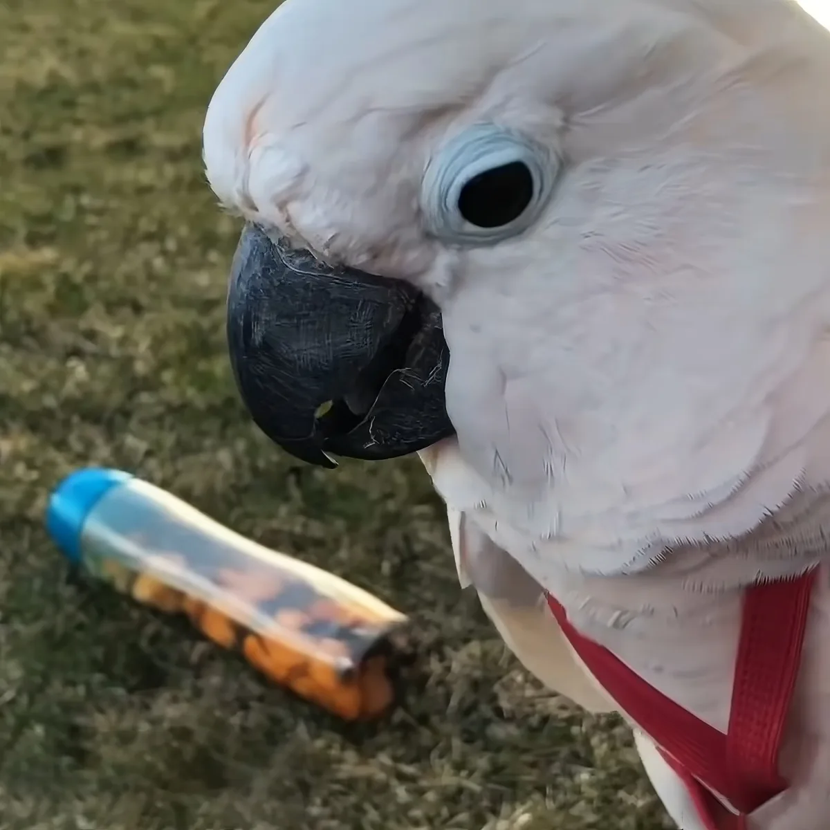 A white cockatoo with a red harness holds a colorful toy in its beak, standing on grass.