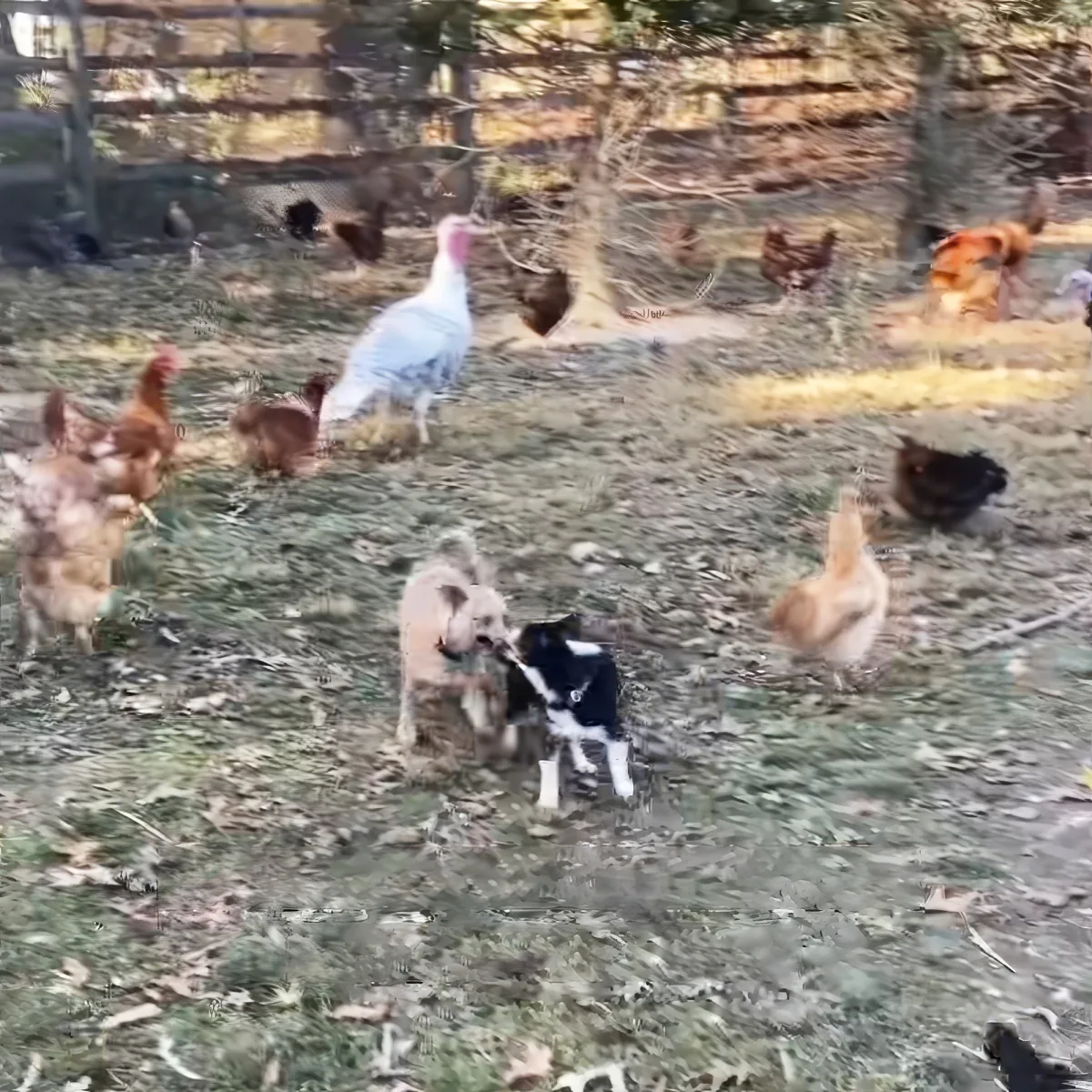 A dog and a chicken are interacting in a grassy area with other chickens scattered around.