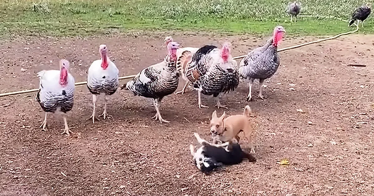Rescued Chihuahua Is Like Tiny Hurricane in Chicken and Turkey Sanctuary