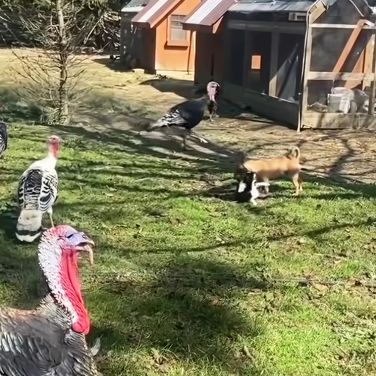 Turkeys and a fox are in a grassy yard near a chicken coop.