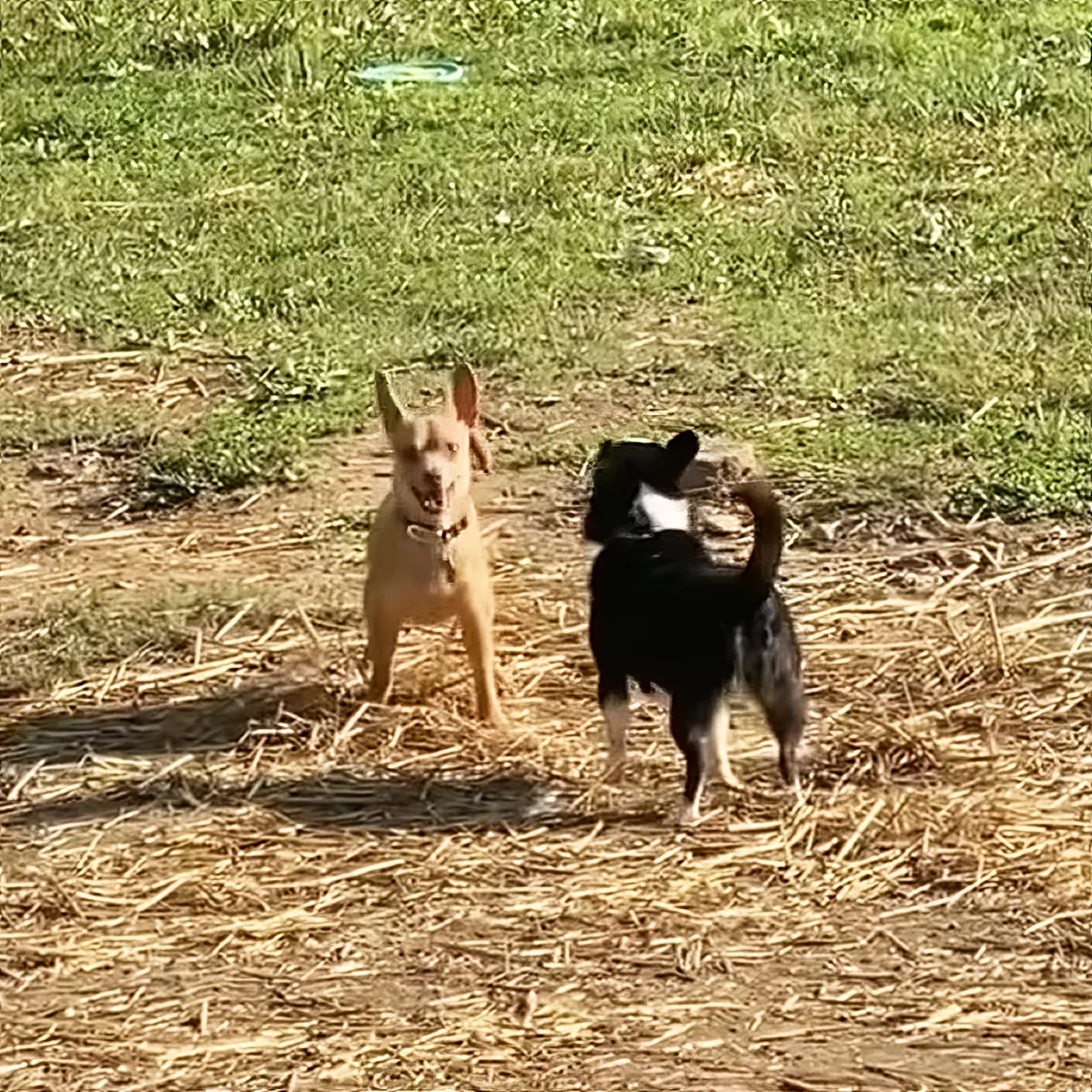 Two dogs, one tan and one black, stand on a grassy field with straw scattered around.