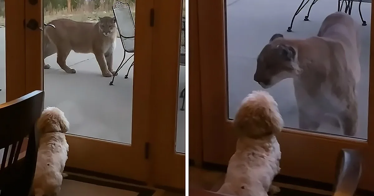 A fluffy white dog watches a large, light brown mountain lion through a glass door.