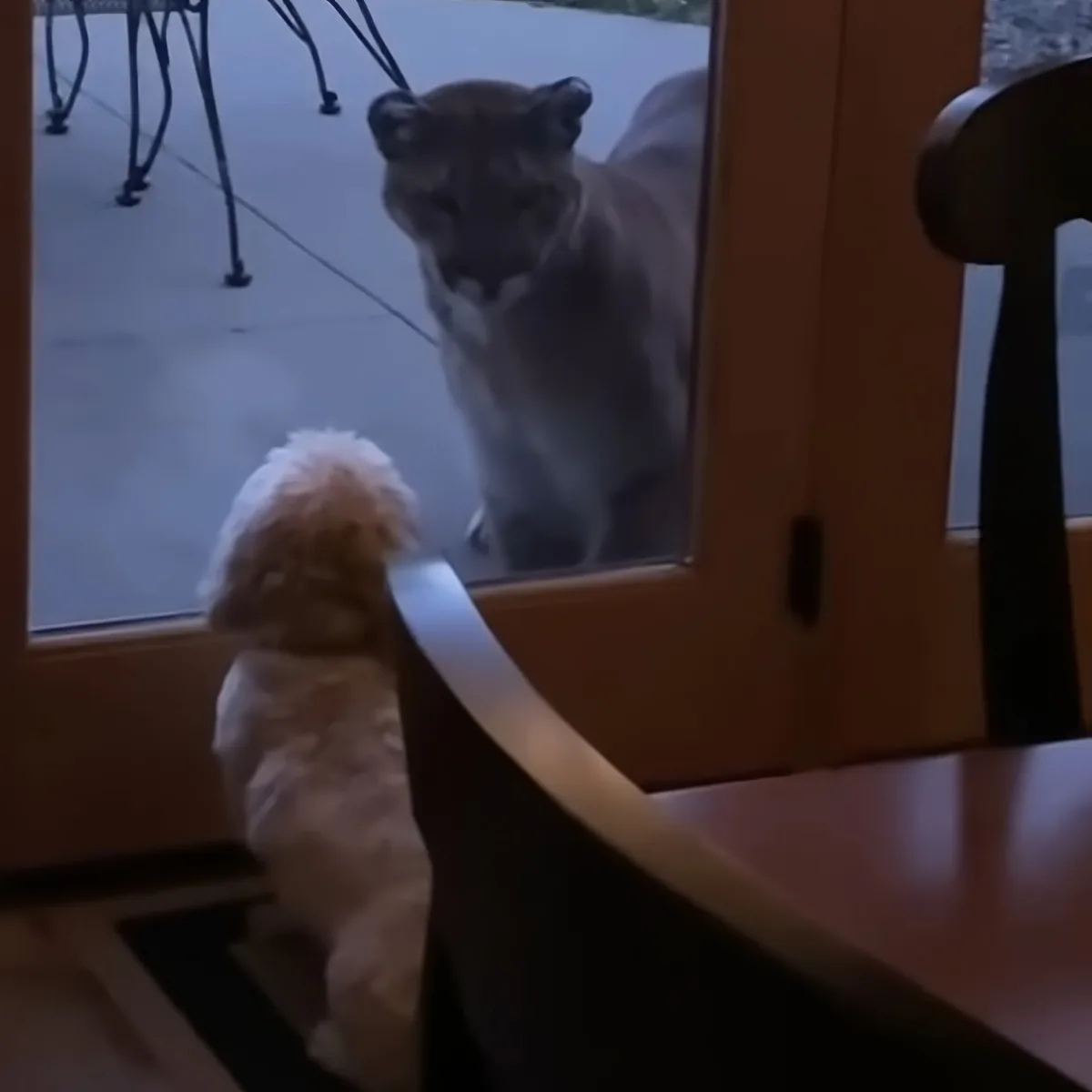 Tiny dog and mountain lion
