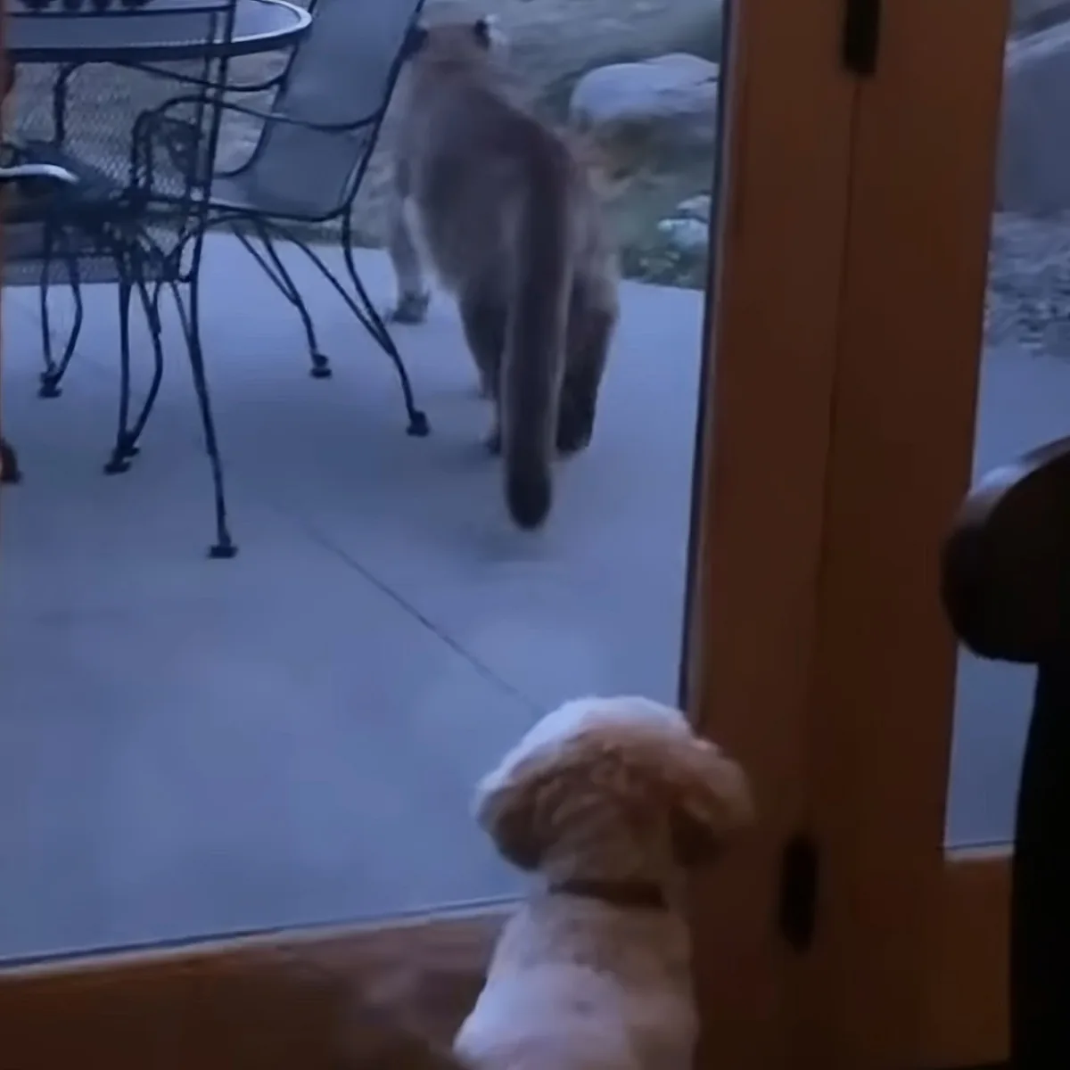 Tiny dog and mountain lion