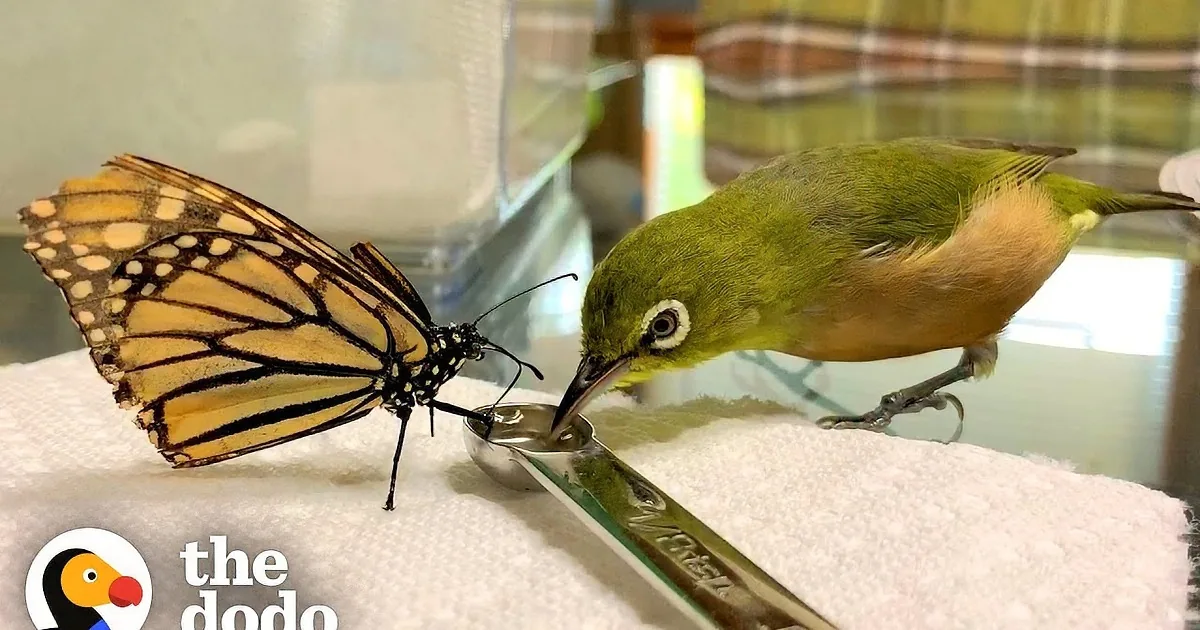Tiny Rescued Bird Loves Joshing Around With Butterfly Siblings