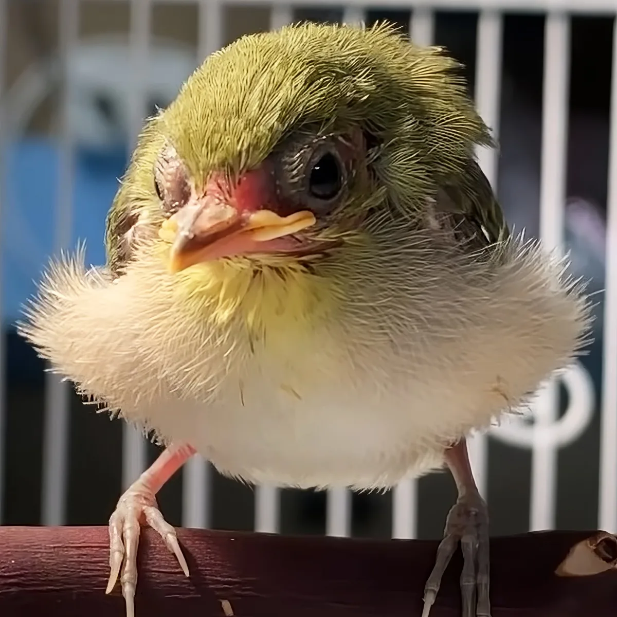 Tiny rescued bird