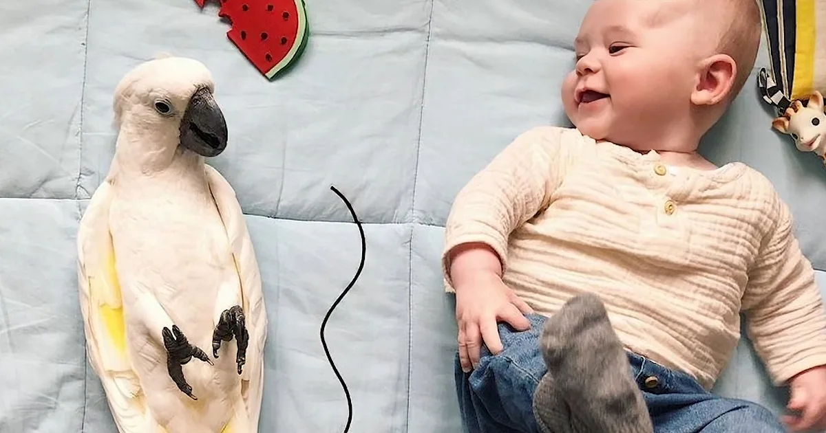 Caring Cockatoo and Cute Baby Boy Become Best Friends