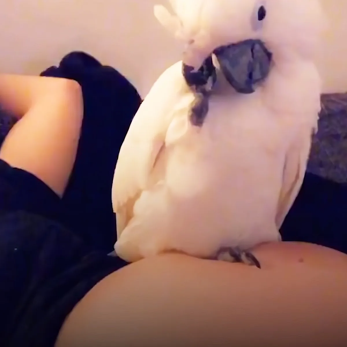 A white cockatoo perched on someone's lap, with its head slightly tilted.