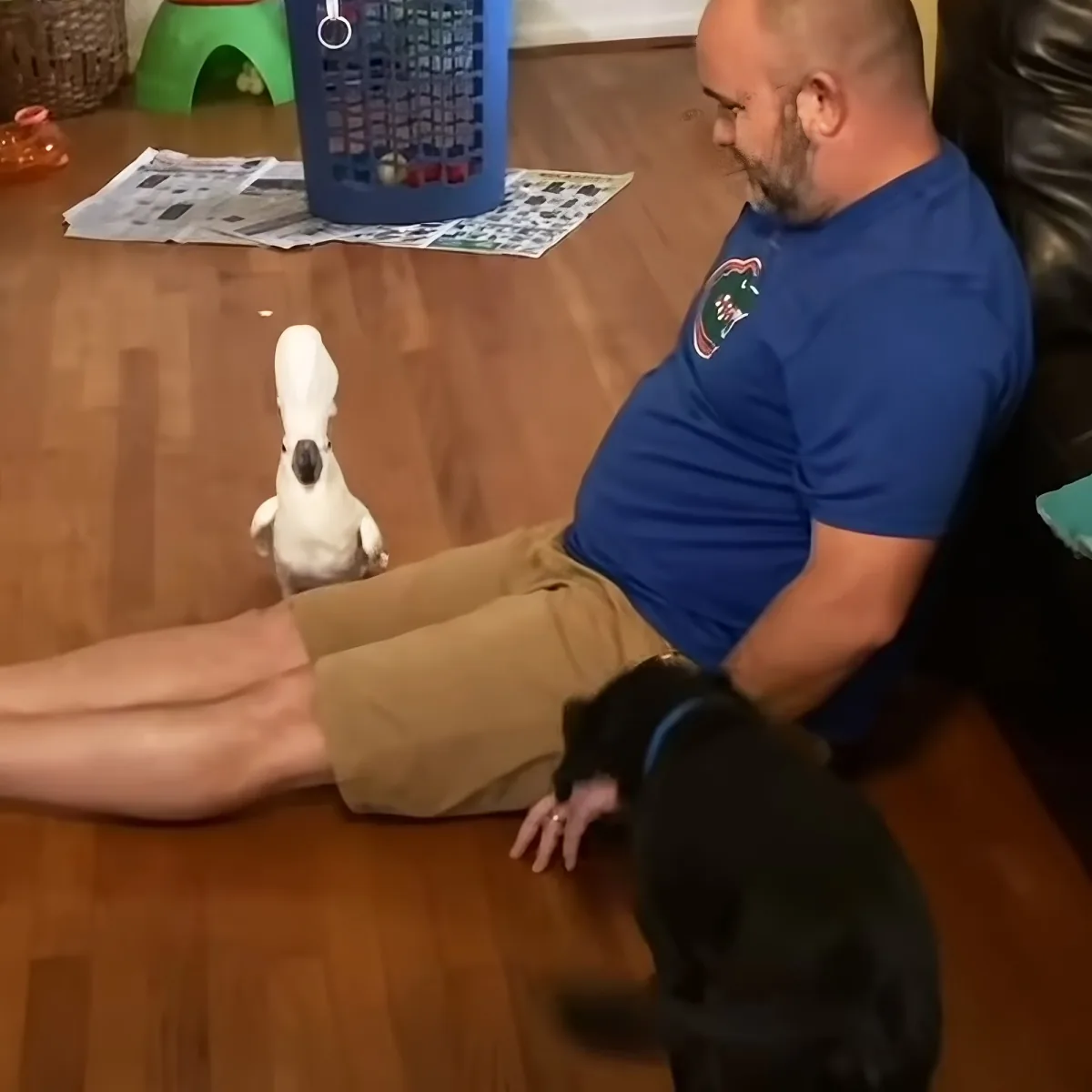 A man in a blue shirt sits on the floor with a white cockatoo perched on his leg.